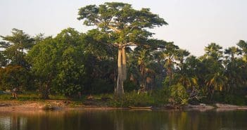 Forêts en Casamance