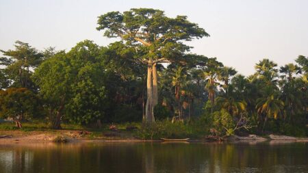 Sénégal : Greenpeace Afrique « salue l’engagement » du Président Macky Sall visant à préserver les forêts en Casamance Forêts en Casamance