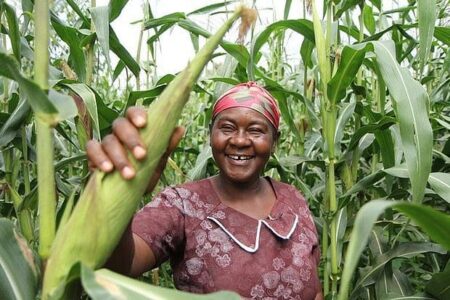 Sécurité alimentaire : La Banque africaine de développement se tourne vers les USA