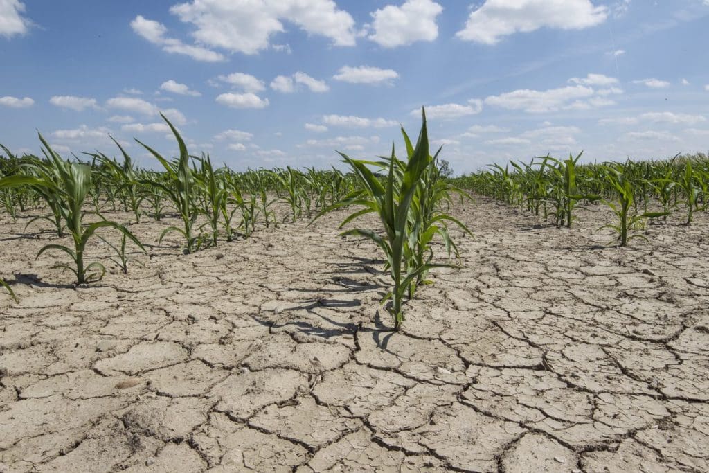 La CEDEAO veut se doter d’une stratégie régionale climat secheresse
