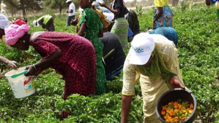Petits exploitants agricoles