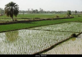 Riziculture : Niamey mobilise 653 millions de dollars sur 10 ans