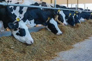 L’OCP se renforce dans la nutrition végétale et animale