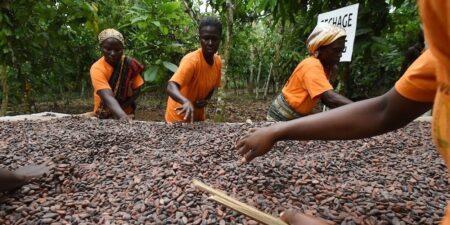 Cacao : Les multinationales dans le collimateur d’Accra et Abidjan Cacao