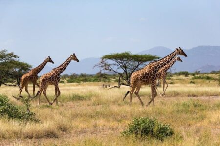 Kenya