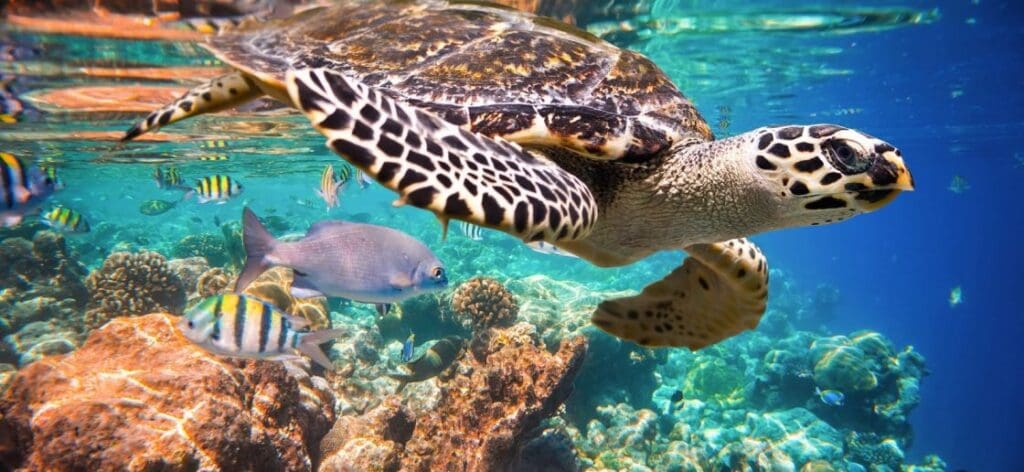 Pillage des ressources naturelles rares