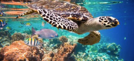 Pillage des ressources naturelles rares