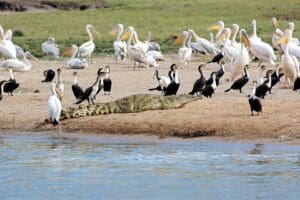 Sauvegarde de la biodiversité au Burundi