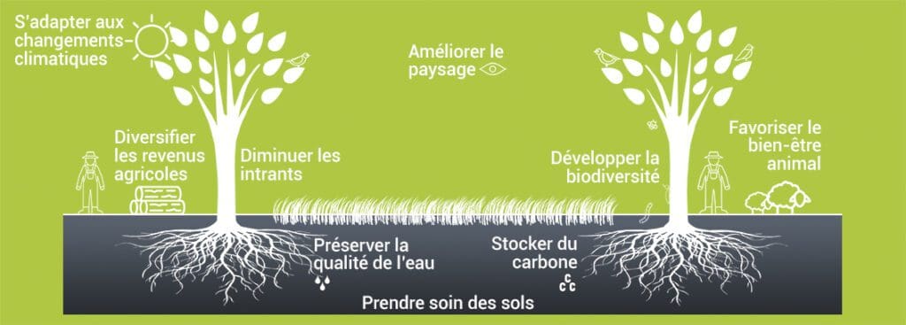 Innover dans l'agroforesterie