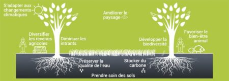 Innover à la racine Innover dans l'agroforesterie