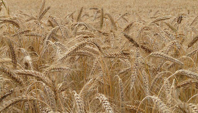 Maroc : De nouvelles variétés de céréales plus tolérantes à la sécheresse