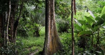 Forêt équatoriale Cameroun