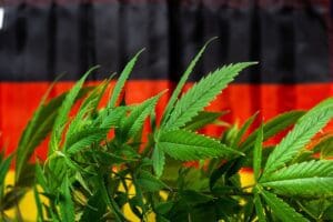 Afrique du Sud : L’industrie du cannabis évaluée à près de 2 milliards de dollars Afrique du Sud : L'industrie du cannabis évaluée à près de 2 milliards de dollars