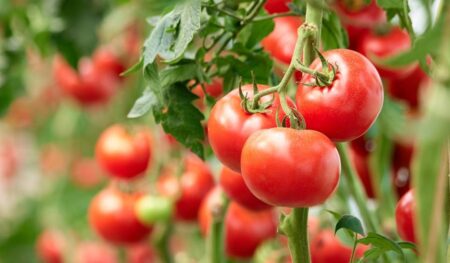 Le Maroc devient le 3ème exportateur mondial de la tomate