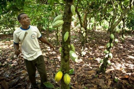 Ghana/Côte d’Ivoire : Les plantations du cacao déciment les forêts
