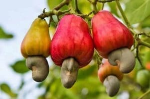Ghana : La noix de cajou à la Bourse des matières premières
