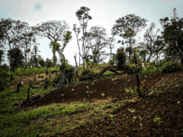 Comores : Début de campagne de la restauration des forêts dégradées Comores : Début de campagne de la restauration des forêts dégradées
