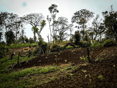 Comores : Début de campagne de la restauration des forêts dégradées