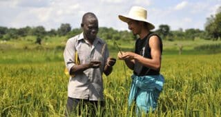 Riziculture : Séoul offre son expertise aux Africains Riziculture : Séoul offre son expertise aux Africains