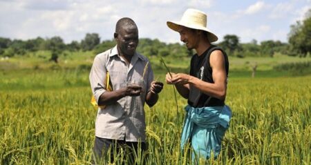Riziculture : Séoul offre son expertise aux Africains