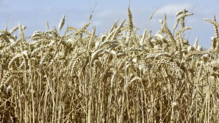 Commerce du blé : "la domination russe va perdurer", selon le cabinet Agritel