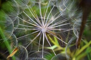 Explorer les manières de mettre en œuvre une vie dans laquelle les fleurs, la verdure et l'agriculture sont à portée de main et enrichissent le cœur
