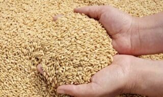 Les céréaliers français en embuscade au Maghreb D’après Alexandre Marie, chef analyste pour Agritel, la France prévoit également d’expédier 4,3 millions de tonnes de blé tendre en Algérie et au Maroc.