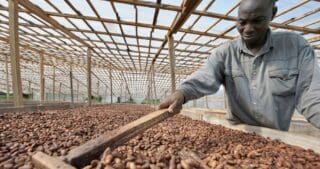 CORRIGÉ: A qui profite la folle envolée des prix du cacao? En Côte d'Ivoire et au Ghana, les plus gros producteurs mondiaux de cacao, les prix sont fixés par les autorités en octobre "sur la base des prix des mois précédents", mais les récoltes "sont alors déjà en grande partie prévendues", explique Tancrède Voituriez, du Centre de coopération internationale en recherche agronomique pour le développement (Cirad).