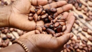 En Côte d’Ivoire, l’édification d’une industrie du cacao durable ne se fera pas en un jour D'un côté donc, les autorités ivoiriennes tentent d'améliorer la rémunération des producteurs de cacao, qui demeurent les éternels parents pauvres de la chaîne de valeur générée par l'exploitation de «l'or brun» ; de l'autre, l'ensemble des acteurs - privés comme publics - de la filière ivoirienne, sont sommés de se conformer aux exigences de l'Union européenne (UE), leur principal client, en matière de Responsabilité sociale et environnementale (RSE).