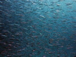 Les enjeux juridiques de la valorisation des actifs immatériels des océans L’économie circulaire offre une alternative immatérielle intéressante et crédible que les entreprises qui ont déjà commencé à explorer.