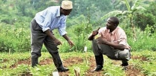 Assurance agricole : L’Afrique du Sud, loin devant sur le continent Au plan mondial, l’Afrique fait figure de petit poucet en matière d’assurance agricole. Il représente moins de 1 % des primes estimées à 46 milliards de dollars dans un marché dominé par les États-Unis et la Chine qui cumulent à eux deux 27 milliards de dollars de primes.