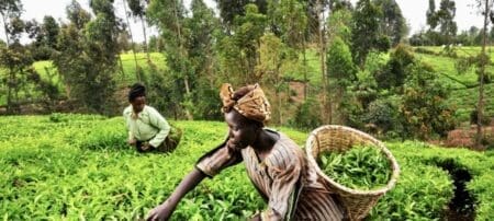 A raison. Avec 80 millions d’hectares de terres arables, la RDC aurait, selon l’Organisation des nations unies pour l’agriculture et l’alimentation (FAO), le potentiel pour nourrir 2 milliards d’individus – soit, théoriquement, un être humain sur quatre.