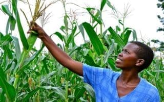 Niger : La campagne agricole 2023-2024 enregistre un déficit important Au plan pastoral, il a été enregistré un déficit fourrager de 18.471.309 tonnes de matières sèches, représentant 53,68% des besoins du cheptel national.