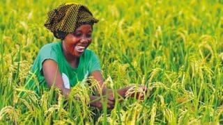 La triple bataille des agricultrices africaines Rizicultrice au Sénégal