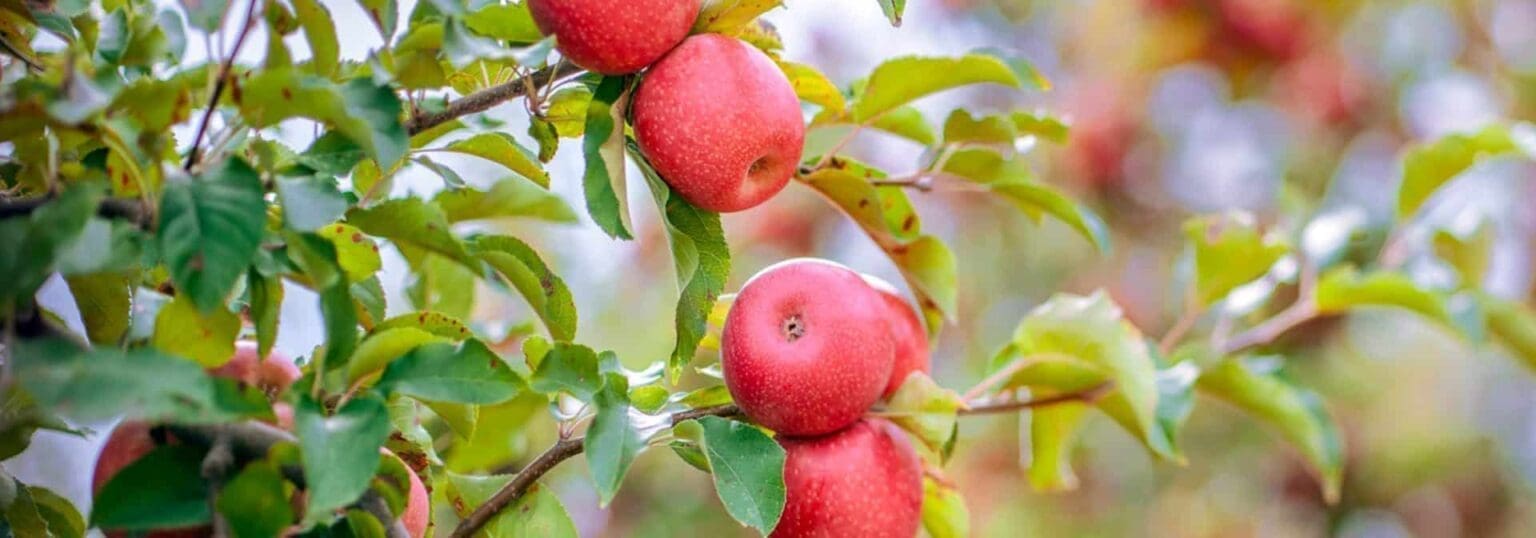 Culture de fruits et de baies : les projets icaunais de demain avec Lucie Randoin Au Japon, quelle pourrait être la saveur d’une pomme du pays d’Othe ? Des pommes confites et sucrées du village natal de la biologiste Lucie Randoin pourraient-elles accompagner parfaitement un mélange de thé noir dans un archipel où l’on retient surtout les magnifiques images de cerisiers en fleur ?