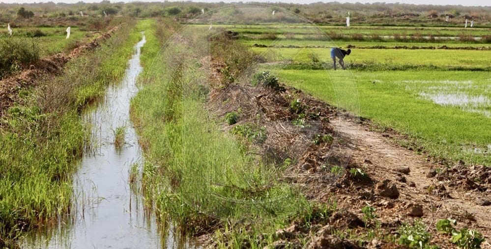 Changement climatique : Près de 200 millions de dollars de la Banque mondiale pour la vallée du fleuve Sénégal Les communautés résidant de part et d’autre du fleuve Sénégal et de la frontière sénégalo-mauritanienne sont "pauvres et vulnérables, bien que la zone abrite l’essentiel des terres irriguées en Mauritanie (90 %) et au Sénégal (80 %)’’, fait savoir la Banque mondiale.
