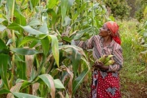 Pour atténuer les effets de la sécheresse, M. Jiri a dit que le secteur privé avait été encouragé à importer des céréales pour augmenter les réserves locales. Le Zimbabwe est en proie à une sécheresse provoquée par El Nino, qui sévit également en Afrique australe.