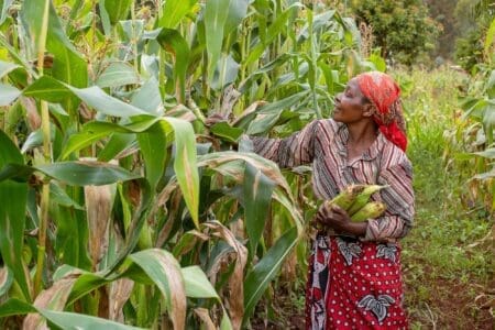 Pour atténuer les effets de la sécheresse, M. Jiri a dit que le secteur privé avait été encouragé à importer des céréales pour augmenter les réserves locales. Le Zimbabwe est en proie à une sécheresse provoquée par El Nino, qui sévit également en Afrique australe.