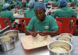 Bénin : 10 milliards de FCFA pour la transformation de la noix de cajou