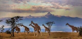 Le Kenya s’affirme comme une puissance touristique L’industrie du tourisme représente environ 10% du PIB du pays et 5,5 % de ses emplois formels. Elle constitue la troisième source de devises étrangères, après les envois de fonds des migrants et les exportations de produits agricoles.