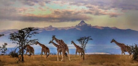 Le Kenya s’affirme comme une puissance touristique L’industrie du tourisme représente environ 10% du PIB du pays et 5,5 % de ses emplois formels. Elle constitue la troisième source de devises étrangères, après les envois de fonds des migrants et les exportations de produits agricoles.