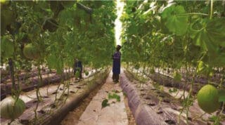 Agriculture. Renforcement des capacités : Un enjeu crucial en Afrique Une exploitation fruitière au Togo
