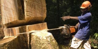 Ce commerce illégal est rendu possible par la corruption systémique qui imprègne chaque étape de la chaîne d'approvisionnement, de la forêt au port. Les sources interrogées par l’ONG britannique décrivent des pots-de-vin allant des négociants chinois à des fonctionnaires haut placés, à des agences telles que les autorités douanières et fiscales, le ministère de la Terre, de l'Environnement et du Développement rural, ainsi qu'au personnel de sécurité et de police.