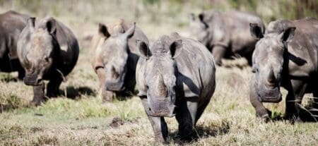 Selon les derniers chiffres officiels, près de 500 rhinocéros ont été tués dans le pays en 2023 par des braconniers, soit une augmentation de 11% par rapport à 2022, malgré les efforts du gouvernement pour protéger cet animal menacé d’extinction.