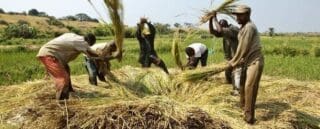 RDC : La BAD approuve un prêt de 260 millions à l’agriculture Le projet, d’un coût total de 311,60 millions de dollars, est financé grâce à un prêt de 250,40 millions de dollars du Fonds africain de développement, le guichet concessionnel du Groupe de la Banque, et à un autre prêt de dix millions de dollars issu de la Facilité d’appui à la transition, un mécanisme du Groupe de la Banque destiné aux pays en transition. Le gouvernement congolais et les bénéficiaires apporteront une contrepartie de 51,20 millions de dollars.