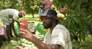 Formée en production agricole, Nogaye Sène, qui se décrit comme une agri-influenceuse, gère des champs pour une douzaine de clients. Sur Instagram où elle compte désormais plus de 3.000 abonnés, Nogaye partage des vidéos dans lesquelles on la voit donner des conseils sur la façon de cultiver, comment installer des systèmes d'irrigation ou gérer l'agencement des champs.