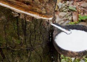 Côte d’Ivoire |Vers la production de biodiesel à partir de graines d’hévéa « La Côte d’Ivoire s’apprête à lancer sa production industrielle de biocarburant marquant ainsi une étape cruciale dans sa transition énergétique et sa lutte contre le changement climatique, tout en contribuant efficacement à la réduction des émissions de gaz à effet de serre», a expliqué Sidiki Cissé, Directeur général de l’Agence Nationale d’Appui au Développement Rural (ANADER) qui participait à cette rencontre.