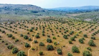 Sur le terrain, des coopératives sont déjà nées et travaillent d’arrache-pied pour améliorer cette filière. 
A Nyabihanga, province du Mwaro, au centre du pays, NAVOFA (Nyabihanga Avocado Farmers) est une coopérative qui s’est chargée de la multiplication des plants, de la production d’avocats et de sa commercialisation.
Jean Marie Vianney Hitimana, Président du Conseil d’administration de la coopérative NAVOFA indique qu’ils ont déjà une pépinière de plus de 13 000 plants. «Les membres de notre coopérative sont en train de préparer des champs pour le repiquage. Nous voulons que d’ici novembre prochain, tous ces plants soient déjà dans les champs», a-t-il précisé. Il ne doute pas que ces avocatiers seront rentables : «en préparant notre pépinière, nous avons pris toutes les précautions afin de produire des plants de bonne qualité et productifs. Ils sont constitués à plus de 90% de la variété Hass qui est très prisée par les exportateurs.»
