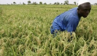 Agroalimentaire | La Cédéao rêve de l’autosuffisance en riz dans 10 ans ! Ces ressources sont affectées pour 14 milliards de dollars aux programmes d'investissement et 5 milliards aux dépenses d'exploitation. Pour l’instant, les modalités de financement de ce nième plan- dont on espère qu’il sera le bon- ne sont encore révélés, mais plusieurs experts insistent d’ores et déjà que la priorité devrait être portée sur les infrastructures agricoles (systèmes d'irrigation, installations de stockage et de transformation), la facilitation de l’accès aux intrants agricoles et le financement de programmes de renforcement des capacités afin d’améliorer les rendements.