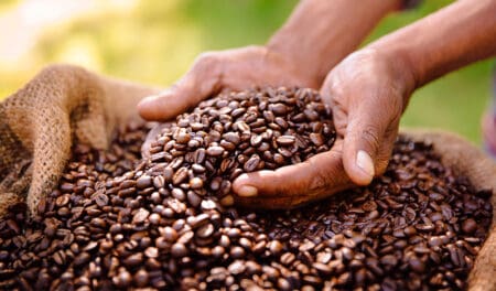Selon les analystes des marchés de commodities, la fièvre sur les cours du café est à mettre en lien avec les craintes liées à l’approvisionnement concernant les récoltes dans les principaux pays producteurs, notamment le Brésil qui a connu en 2024 l’une des pires sécheresses de son histoire. Il faut rappeler que ce pays est le principal producteur de l’Arabica avec environ 47 % de l’offre mondiale.